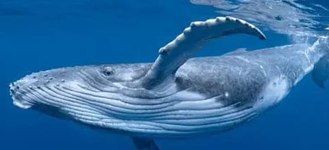 തിമിംഗലങ്ങളുടെ നിശ്വാസത്തിലൂടെ മാരക വൈറസ്: ഡോൾഫിൻ,  തിമിംഗലങ്ങൾ എന്നിവയുടെ കൂട്ടമരണത്തിന് പിന്നിലെ രഹസ്യം പുറത്ത് | Whale