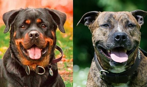 വളർത്തുനായ്ക്കൾക്ക് മൈക്രോചിപ്പും ലൈസൻസും നിർബന്ധം: നിയമം ലംഘിച്ചാൽ കർശന നടപടി | Kerala Dog License