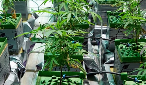 വൻ ലഹരിവേട്ട: കൊച്ചി, കോഴിക്കോട് വിമാനത്താവളങ്ങൾ വഴി 14.7 കോടിയുടെ 'ഹൈഡ്രോപോണിക് വീഡ്' കടത്താൻ ശ്രമിച്ച 4 പേർ അറസ്റ്റിൽ | Hydroponic weed