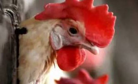 പക്ഷിപ്പനി: പത്തനംതിട്ടയിൽ 3 പഞ്ചായത്തുകളിൽ ഇറച്ചി-മുട്ട വിൽപ്പനയ്ക്ക് നിരോധനം | Bird flu