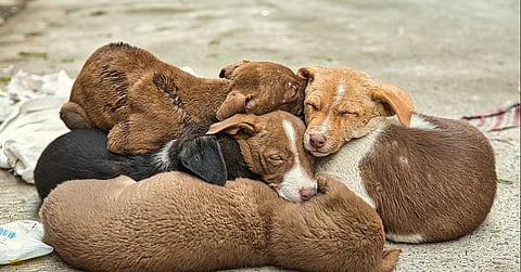 Puppies Burned Alive 