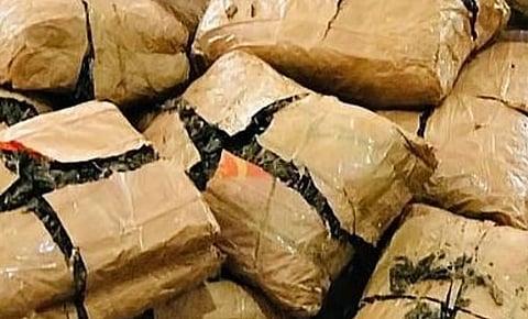 ഒരു കോടിയുടെ കഞ്ചാവ് 'എലികൾ തിന്നു': തൊണ്ടിമുതൽ നശിപ്പിച്ച പോലീസിന് കോടതിയുടെ രൂക്ഷ വിമർശനം, പ്രതിയെ വെറുതെ വിട്ടു | Cannabis