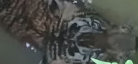 പത്തനംതിട്ടയിൽ കടുവ കിണറ്റിൽ വീണു: വനംവകുപ്പ് അധികൃതർ സ്ഥലത്തെത്തി | Tiger