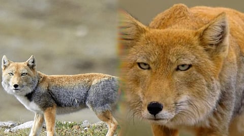 Features of the Tibetan fox that lives in extreme cold