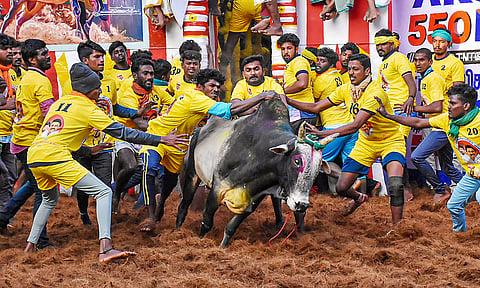Jallikattu 2026