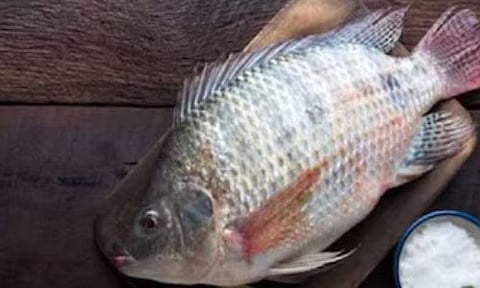 മുള്ളില്ലാത്ത മത്സ്യത്തെ വികസിപ്പിച്ച് ചൈന! | Boneless Fish