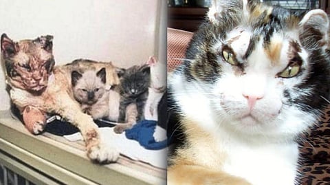 Scarlett the cat who became a global symbol of motherly love