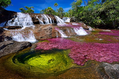 Cano Cristales: The River of Five Colors 