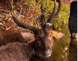 കൊമ്പിന് മുറിവേറ്റു, പുഴുക്കളുടെ ആക്രമണം: പുഴയിൽ അവശ നിലയിൽ കണ്ടെത്തിയ മലമാനിന് രക്ഷകരായി വനപാലകർ | Mountain deer