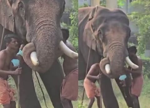 2 മാസം മുൻപ് പാപ്പാനെ കൊന്ന ആനയുടെ തുമ്പിക്കൈയിൽ പിഞ്ചു കുഞ്ഞുമായി പാപ്പാൻ്റെ സാഹസം | Elephant