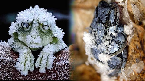 The Alaskan wood frog, a biological marvel