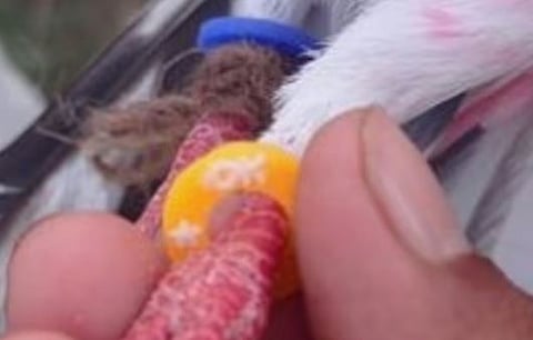 ജമ്മു അതിർത്തിയിൽ സംശയാസ്പദമായ നിലയിൽ പ്രാവ്: ശരീരത്തിൽ കോഡുകളും അടയാളങ്ങളും; ഭീകരർക്കുള്ള സന്ദേശമോ ? | Pigeon