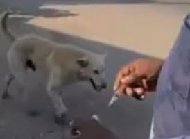 തെലങ്കാനയിൽ തെരുവ് നായ്ക്കളെ കൂട്ടക്കൊല ചെയ്തു: 7 ഗ്രാമത്തലവന്മാരടക്കം 15 പേർക്കെതിരെ കേസ് | Stray dogs