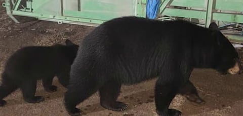 കഞ്ചിക്കോട് ജനവാസ മേഖലയിൽ കരടിയും കുഞ്ഞും: ഭീതിയിലായി നാട്ടുകാർ | Bear and cub