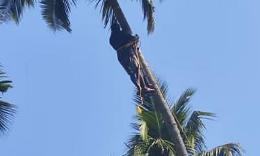 തെങ്ങിന് മുകളിൽ കുടുങ്ങി തൊഴിലാളി: 2 മണിക്കൂർ നീണ്ട ആശങ്കയ്ക്ക് ഒടുവിൽ രക്ഷാപ്രവർത്തനം | Coconut tree