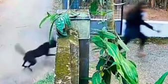 മുക്കത്ത് വളർത്തു നായയുടെ കടിയേറ്റ് വിദ്യാർത്ഥിനിക്ക് ഗുരുതര പരിക്ക്: കൂടെയുണ്ടായിരുന്ന കുട്ടി രക്ഷപ്പെട്ടത് തലനാരിഴയ്ക്ക് | Dog