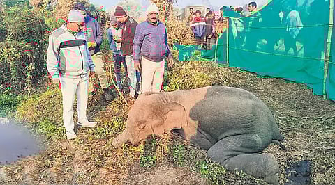 Elephant Death