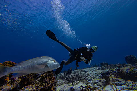 UN Biodiversity Treaty