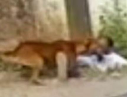 മദ്രസ വിദ്യാർത്ഥിനിയെ രക്ഷിക്കാൻ ശ്രമിച്ചു : നിർമ്മാണ തൊഴിലാളിയെ ക്രൂരമായി ആക്രമിച്ച് തെരുവ് നായ | Stray dog