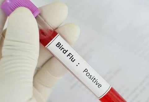 കണ്ണൂർ ഇരിട്ടിയിൽ പക്ഷിപ്പനി സ്ഥിരീകരിച്ചു: രോഗം കണ്ടെത്തിയത് കാക്കയിൽ | Bird flu