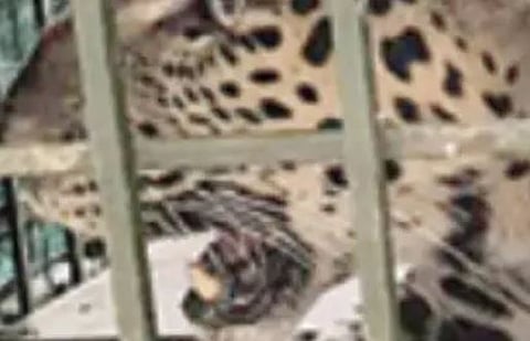 'റോക്കി'യുമായുള്ള ഏറ്റുമുട്ടൽ : നെന്മാറയെ വിറപ്പിച്ച പുലി ഒടുവിൽ കൂട്ടിലായി | Tiger