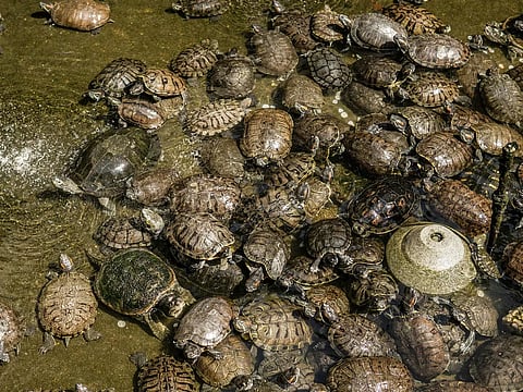 Wildlife trafficking