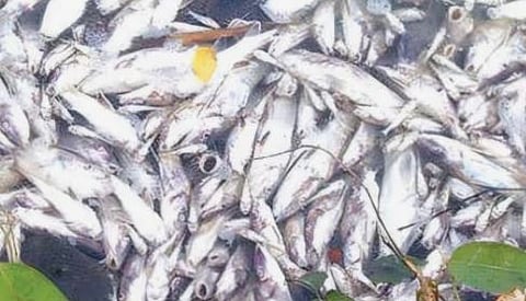 കുമ്പളങ്ങിയിൽ ലക്ഷങ്ങളുടെ മത്സ്യക്കുരുതി: വിഷം കലർത്തിയതെന്ന് സംശയം | Fish