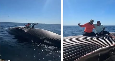 Whale Body Photo Outrage