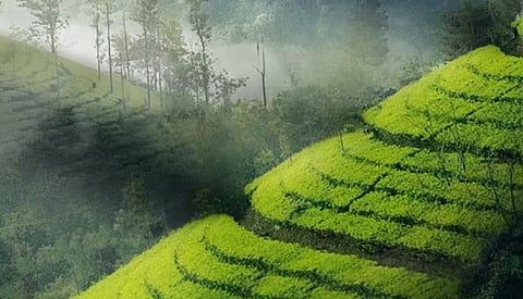 മൂന്നാർ വീണ്ടും തണുത്തുറയുന്നു: ചെണ്ടുവരയിൽ താപനില ഒരു ഡിഗ്രിയിലെത്തി | Munnar