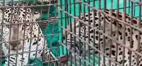 തച്ചംപാറയെ വിറപ്പിച്ച പുലി ഒടുവിൽ കെണിയിൽ | Leopard