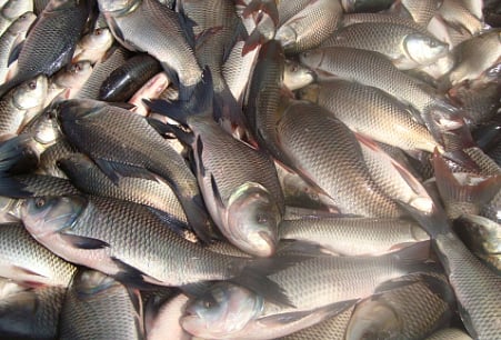 ഹിമാചൽ 21,022 മെട്രിക് ടൺ മത്സ്യം ഉത്പാദിപ്പിച്ചു