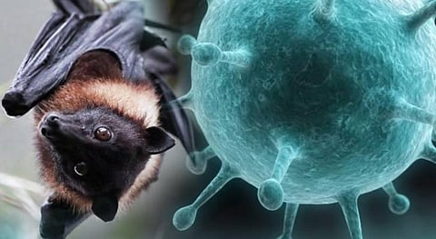 സംസ്ഥാനത്തെ നിപ രോഗ ബാധ; വീണ്ടും കേന്ദ്ര സംഘമെത്തും | Central team will come again in Kerala due to Nipah surge