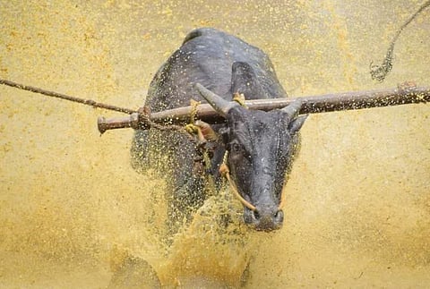 ആലത്തൂരിലെ കാളപൂട്ട് മത്സരത്തിനെതിരെ കേസ്: കമ്മിറ്റി ഭാരവാഹികൾ ഉൾപ്പെടെ 6 പേ൪ക്കെതിരെ കേസ് | Case against bullfighting competition in Alathur: Case against 6 people including committee officials