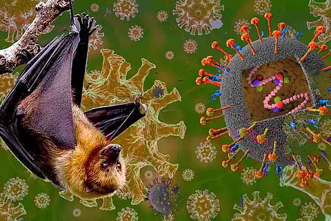 നിപ: 37 പേരുടെ പരിശോധനാ ഫലം നെഗറ്റീവ്