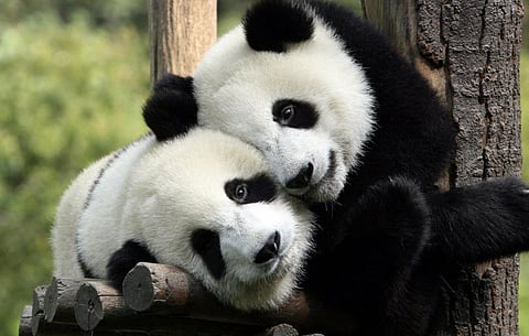 ചെലവ് താങ്ങാൻ വയ്യ, ഇതുവരെ ചെലവഴിച്ചത് 88 കോടി രൂപ: പാണ്ടകൾ തിരിച്ച് ചൈനക്ക് കൈമാറും | Cost unsustainable, Rs 88 crore spent so far: Pandas to be returned to China