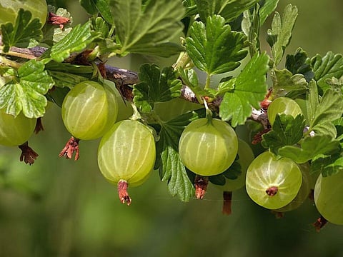 പച്ചനെല്ലിക്കാ നീരിനുണ്ട് ഈ ഗുണങ്ങൾ | Gooseberry juice has these benefits