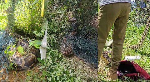 എറണാകുളം വായനാശാല ​​ഗ്രൗണ്ടിൽ നിന്ന് കൂറ്റൻ മലമ്പാമ്പിനെ പിടികൂടി