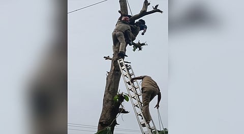 മരം മുറിക്കുന്നതിനിടെ സ്ട്രോക്ക് വന്ന് മരത്തിൽ കുടുങ്ങിയയാളെ രക്ഷപ്പെടുത്തി അഗ്നിശമന രക്ഷാസേന