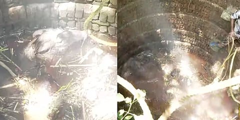 കൂട്ടത്തോടെ കിണറ്റിൽ വീണു: പാലക്കാട്ട് കാട്ടുപന്നികളെ കയറിൽ കുരുക്കിട്ട് വെടിവെച്ച് കൊന്നു | Wild boars