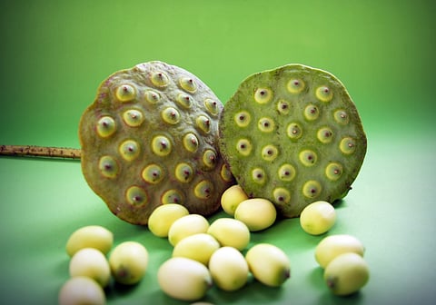 അറിയാം താമരവിത്തിൻ്റെ  5 ഗുണങ്ങൾ | Know the 5 benefits of lotus seeds