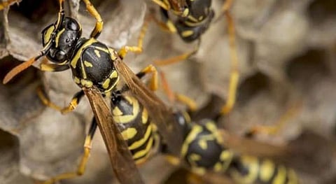 കോട്ടയത്ത് കടന്നൽ ആക്രമണത്തിൽ അമ്മയും മകളും മരിച്ചു |  wasp attack