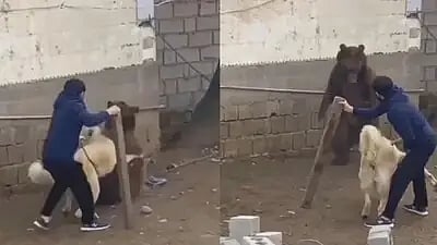 കരടിയില്‍ നിന്ന് നായയെ രക്ഷിക്കുന്ന ഉടമസ്ഥന്‍: വീഡിയോ വൈറൽ | Owner Saves Dog From Bear