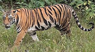 മൂ​ന്നാ​റി​ൽ പ​ശു​വി​നെ ക​ടു​വ ആ​ക്ര​മി​ച്ചു | tiger attacked