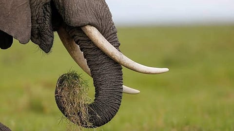 60-year-old man trampled to death by Wild elephant in TN's Erode 