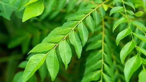 വെറും വയറ്റില്‍ കറിവേപ്പില കഴിച്ചാലുള്ള ഗുണങ്ങൾ!! Benefits of Curry Leaves