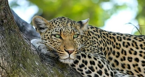 Leopard in Palakkad