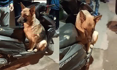 ഹൃദയഭേദകം! ഉപേക്ഷിക്കപ്പെട്ട നായ ഉടമയ്ക്കുവേണ്ടി കാത്തിരുന്നത് 8 മണിക്കൂര്‍ | Dog Rescued