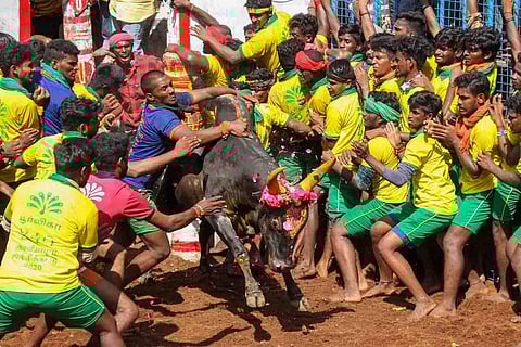 Avaniyapuram Jallikattu 2020