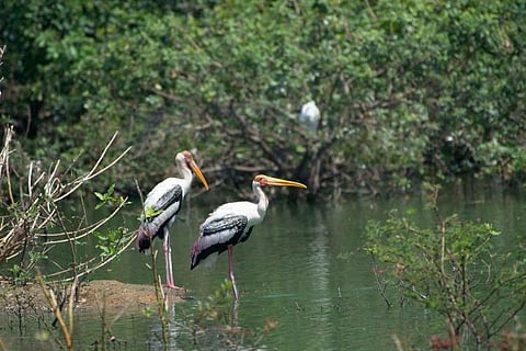'Won't denotify without wildlife board approval': TN govt on Vedanthangal sanctuary