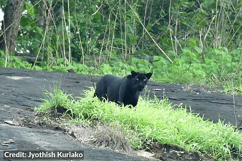 Black panther spotted in Palakkad, Kerala